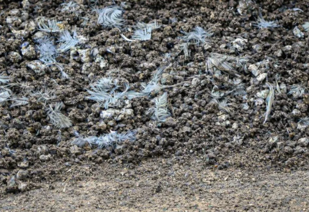 Close-up of a quail dropping pan showing dry quail droppings mixed with loose feathers, illustrating how waste accumulates beneath quail cages.