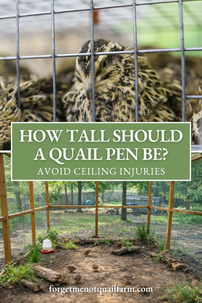 Pinterest graphic showing Coturnix quail pen height guidance with a close-up quail in wire housing and a tall outdoor aviary example illustrating safe enclosure height for preventing ceiling injuries.