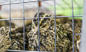 Coturnix quail resting closely together behind welded wire cage panels in a low-profile cage setup, showing how small enclosure heights limit upward movement and help prevent head injuries.