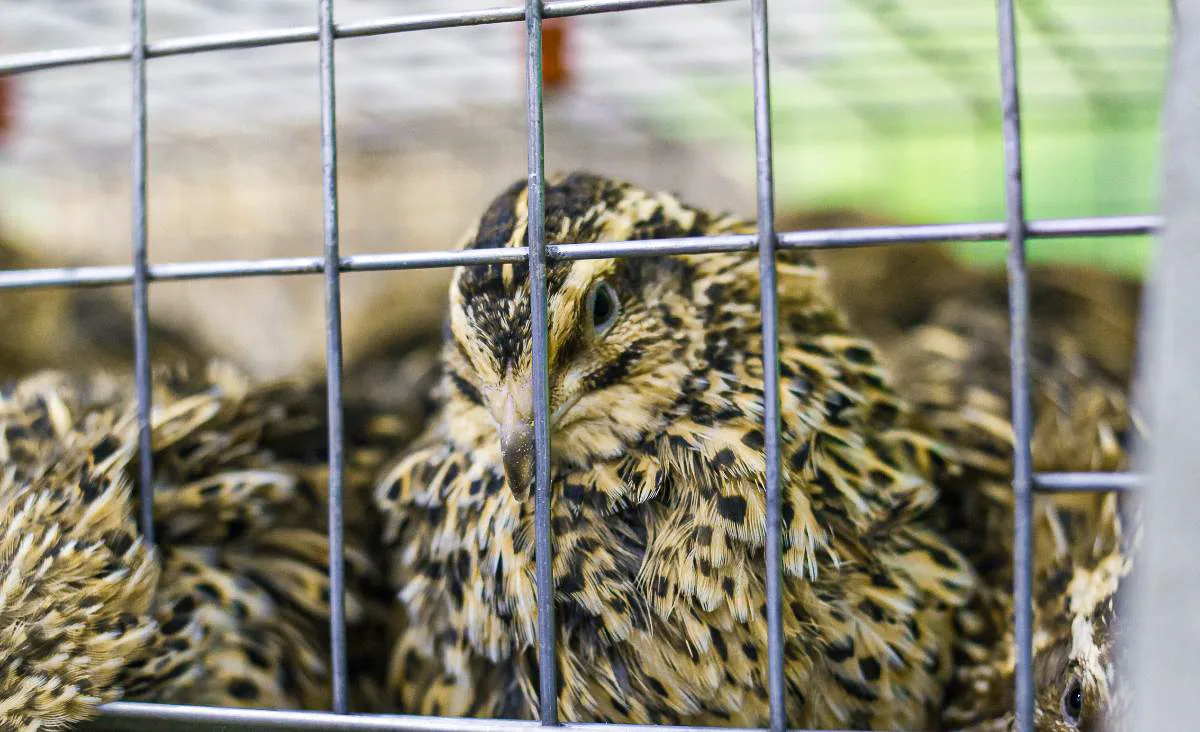 Coturnix quail resting closely together behind welded wire cage panels in a low-profile cage setup, showing how small enclosure heights limit upward movement and help prevent head injuries.