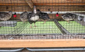 Several Coturnix quail standing inside a wooden quail cage with ½-inch wire mesh flooring, green droppings tray beneath the cage, and red nipple drinkers mounted along the back wall of the enclosure.