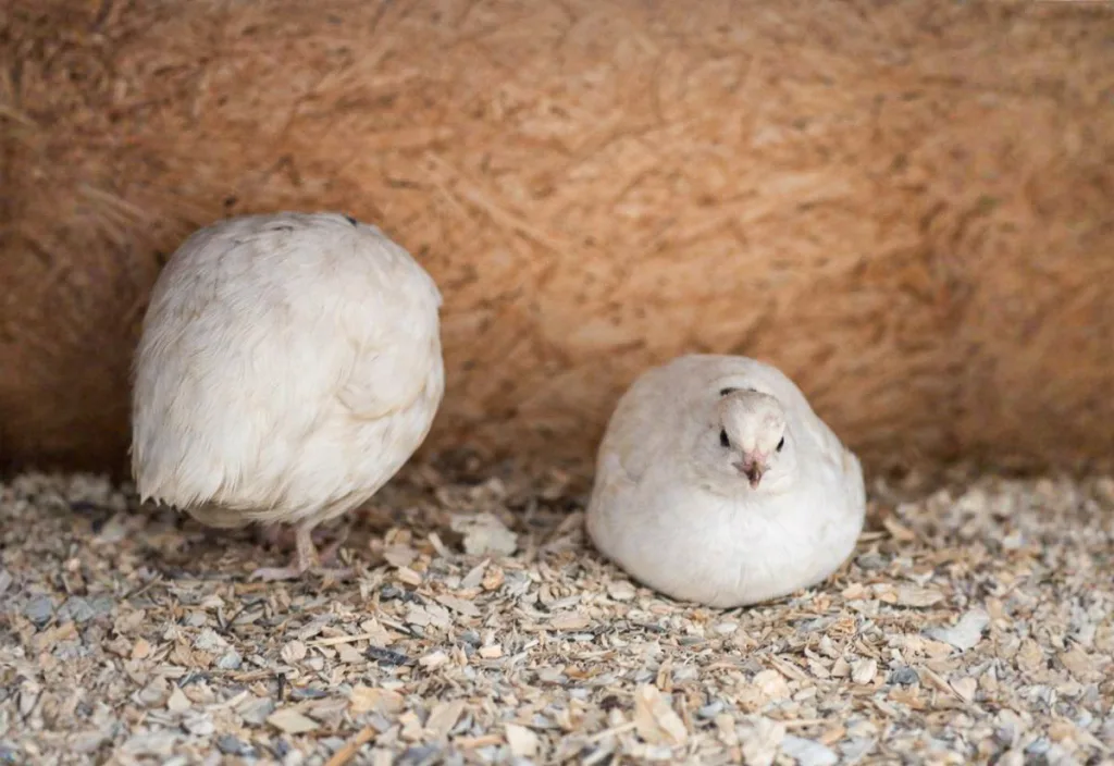 Two white Coturnix quail resting on wood-shaving bedding inside a plywood-lined enclosure, showing a solid floor setup where quail can sit and dust bathe in loose bedding.