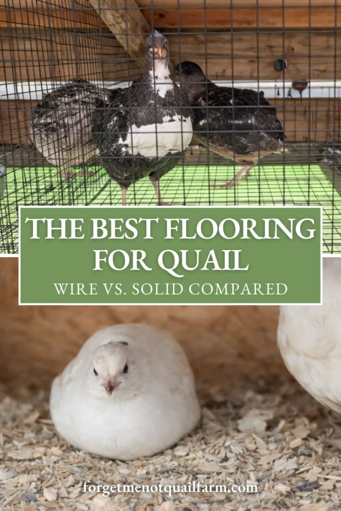Coturnix quail standing on a wire mesh cage floor inside a wooden enclosure with nipple drinkers in the background, paired with a photo of white quail resting on wood-shaving bedding to compare wire flooring and solid floor housing setups.