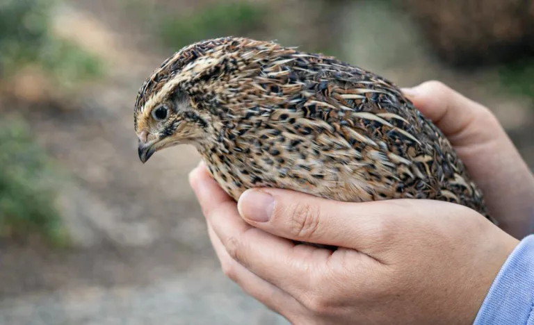 Adult Coturnix quail with full feathering held gently in both hands outdoors, showing calm handling and body condition in a backyard or hatchery setting.