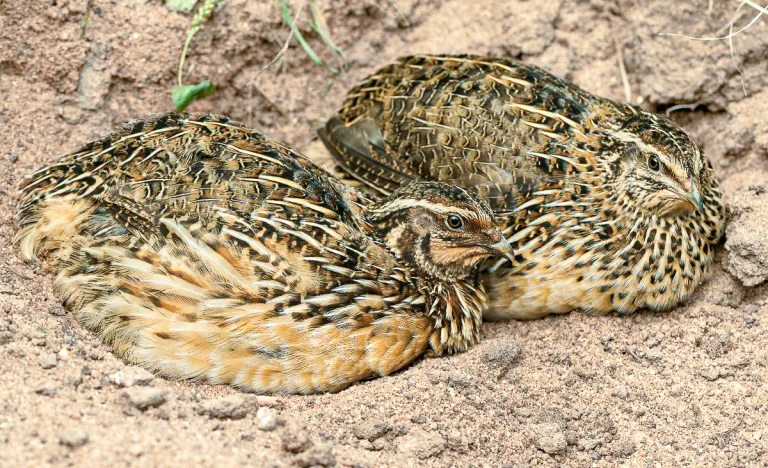 Two Pharaoh Coturnix quail resting in sandy soil, showing natural brown, tan, and black plumage with detailed feather patterning and camouflage coloring.