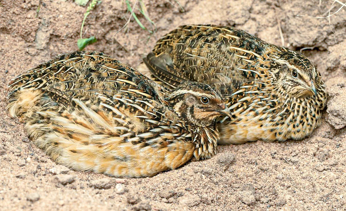 Two Pharaoh Coturnix quail resting in sandy soil, showing natural brown, tan, and black plumage with detailed feather patterning and camouflage coloring.