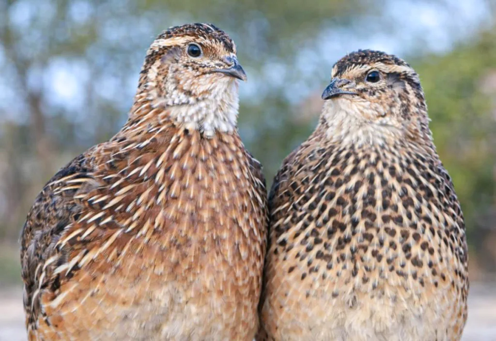 Male and female Pharaoh Coturnix quail side by side, showing rust-colored chest on the male and spotted chest pattern on the female for comparison.