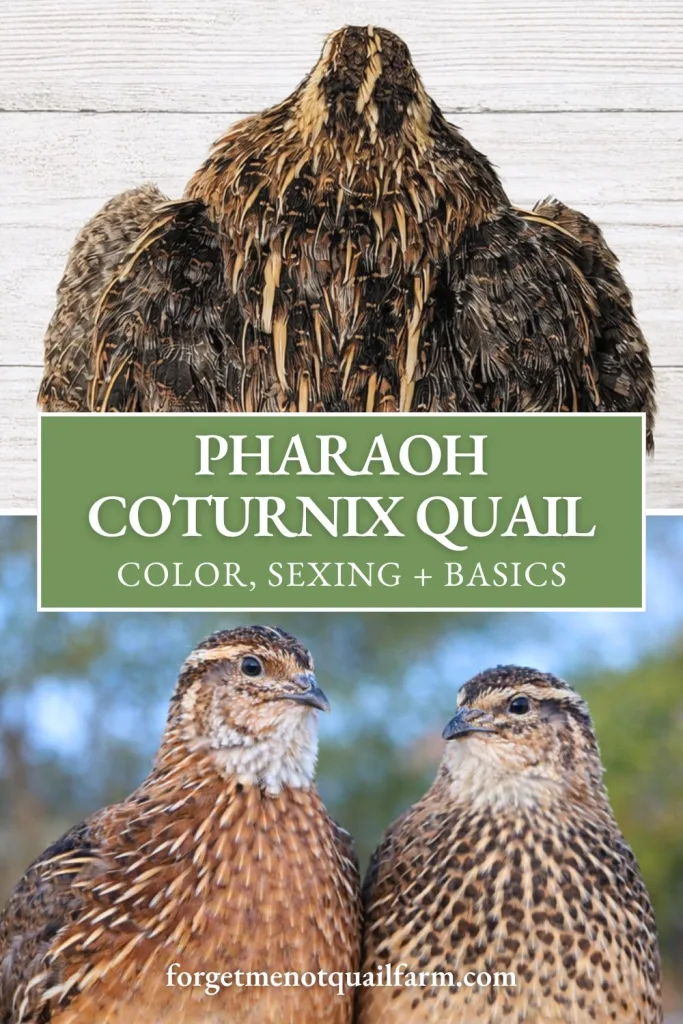 Pharaoh Coturnix quail identification graphic showing back pattern and male versus female chest differences with text overlay about color, sexing, and basics.