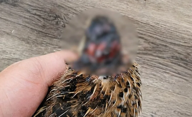 Adult Coturnix quail being gently held in one hand over a gray wood floor, with the head injury blurred for sensitivity; bird shows signs of severe aggression damage from fighting, with feathers intact on the body and no visible enclosure elements in frame.