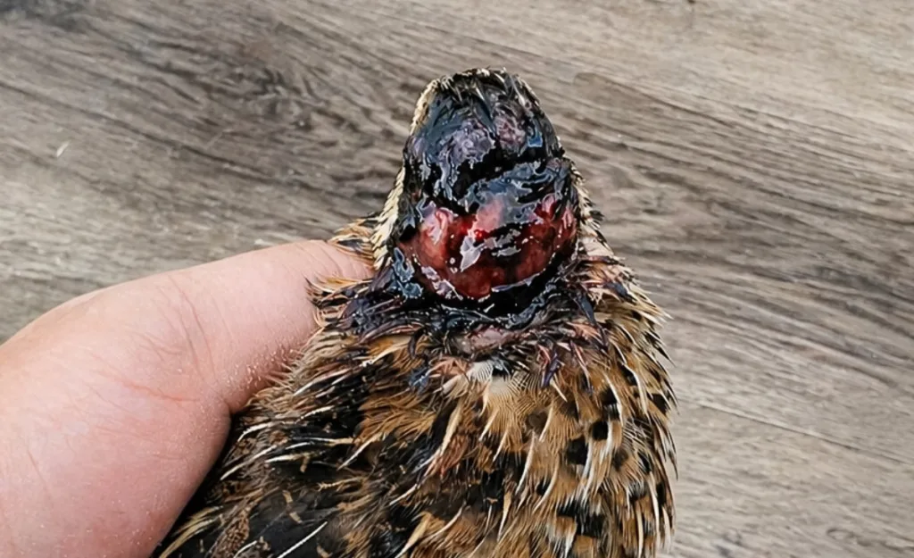 Close-up of an adult Coturnix quail held in hand, showing severe head trauma from aggressive pecking behavior, with exposed tissue and missing feathers; photo taken indoors over gray wood flooring, illustrating how quickly fighting injuries can escalate in confined setups.
