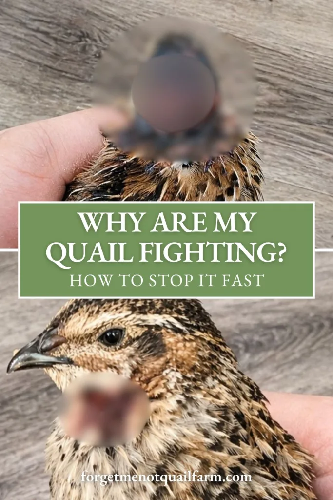 Pinterest-style graphic showing two Coturnix quail with blurred injury areas, one being held and one standing, over a gray wood floor background; text overlay reads “Why Are My Quail Fighting? How to Stop It Fast,” illustrating real-world aggression issues in backyard quail housing.