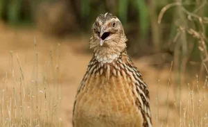 Close-up of a mature Coturnix quail standing in dry grass with its beak open mid-call, showing the posture and expression of a quail making noise outdoors.