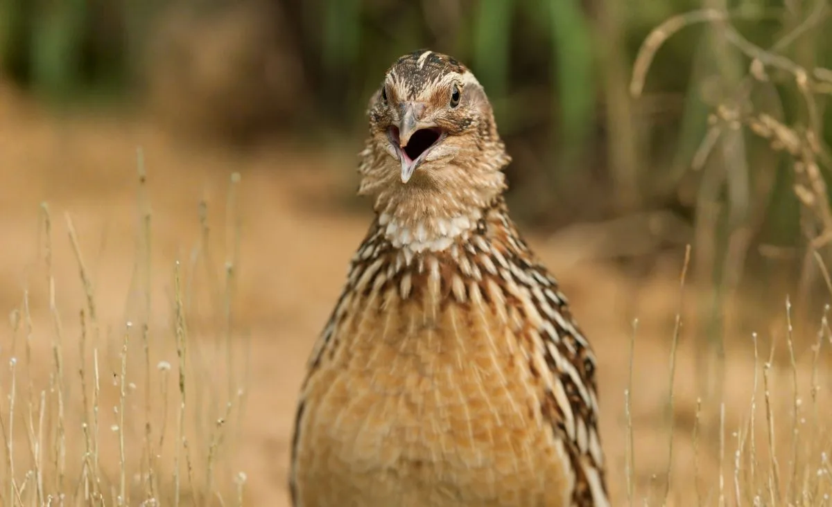 Close-up of a mature Coturnix quail standing in dry grass with its beak open mid-call, showing the posture and expression of a quail making noise outdoors.