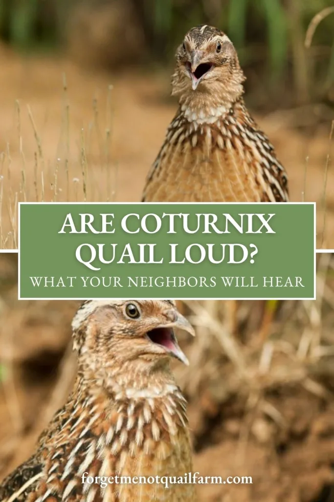 Pinterest graphic showing two Coturnix quail with open beaks and a green text box that reads “Are Coturnix Quail Loud? What Your Neighbors Will Hear” for a blog post about quail noise.