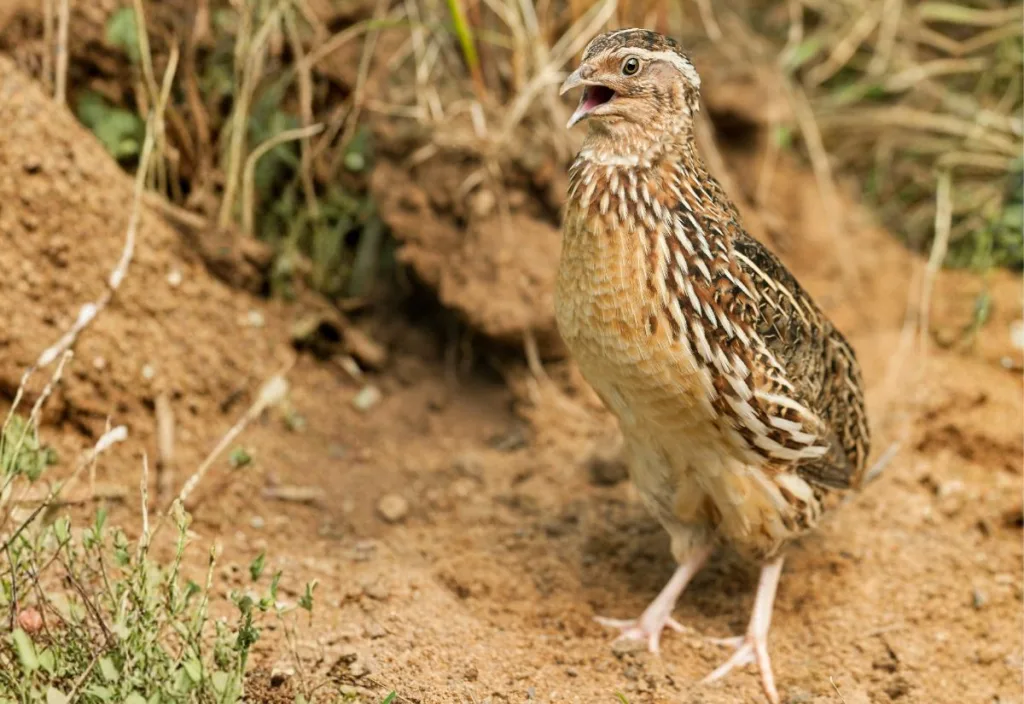Mature Coturnix quail standing on dry bare ground with its beak open as if calling, showing the kind of alert posture and vocal behavior discussed in a post about quail noise.