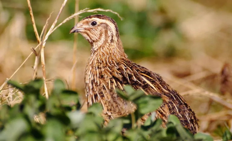 Coturnix quail standing in tall grass and low green plants, with brown-and-cream feathering that helps it blend into the dry stems and natural cover around it.