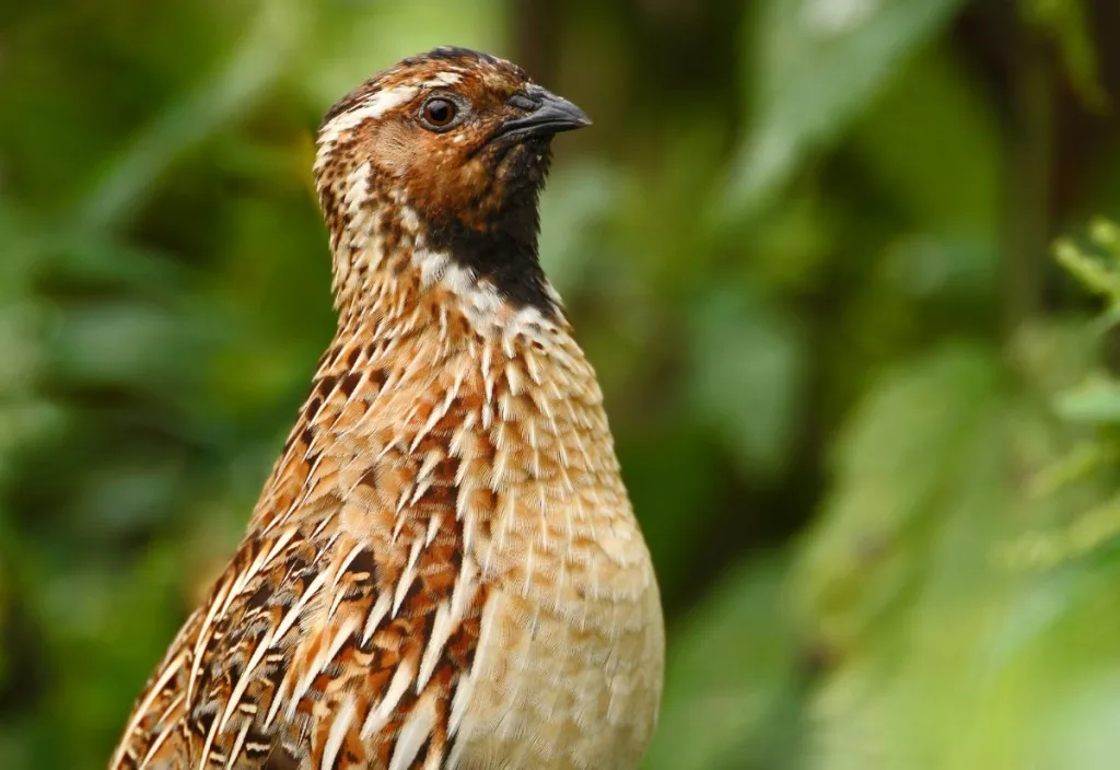 Male Coturnix quail standing alert in green vegetation, showing a darker rusty face, speckled chest, and upright posture typical of a mature cock watching his surroundings.