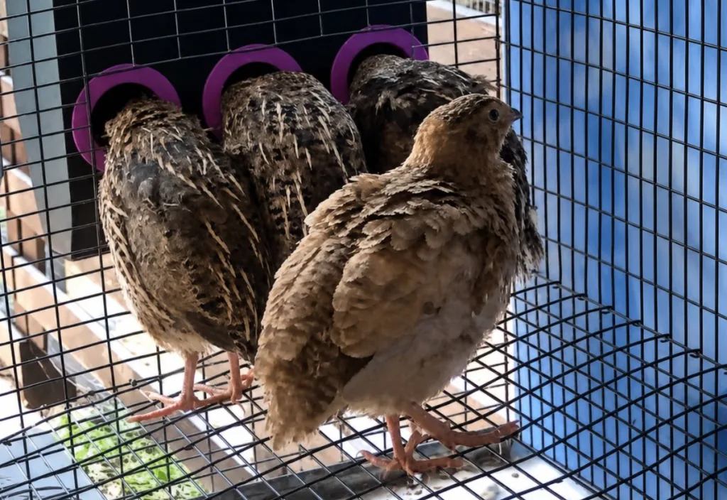Young Coturnix quail standing on black coated wire flooring inside a wire cage, with several birds gathered at purple feeder ports and one buff-colored quail facing forward near the front.