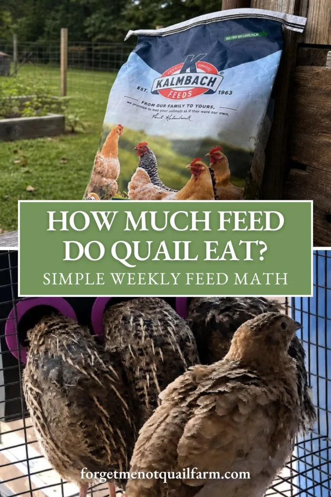 Pinterest graphic showing a bag of quail feed and young Coturnix quail in a wire cage with the title “How Much Feed Do Quail Eat? Simple Weekly Feed Math.”